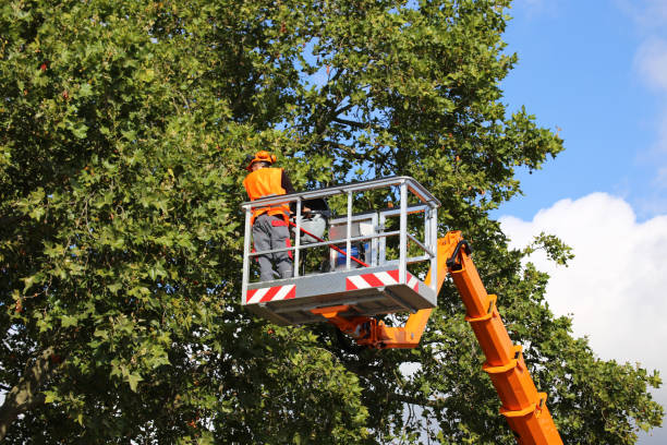 Best Arborist Consultation Services  in Linden, CA