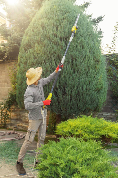 Reliable Linden, CA  Tree Services Solutions